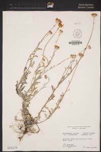 Eriophyllum lanatum image