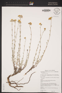 Eriophyllum lanatum var. achilleoides image