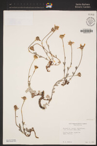 Eriophyllum lanatum var. croceum image