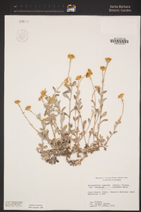 Eriophyllum lanatum var. obovatum image