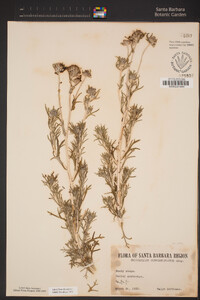 Eriophyllum confertiflorum image