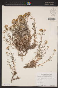 Eriophyllum confertiflorum var. confertiflorum image