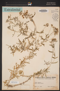 Eriophyllum confertiflorum var. confertiflorum image