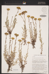 Eriophyllum confertiflorum var. confertiflorum image