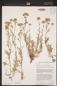 Eriophyllum confertiflorum image