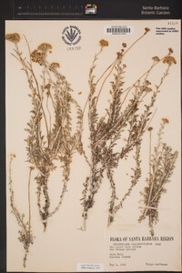 Eriophyllum confertiflorum var. confertiflorum image