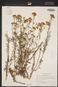 Eriophyllum confertiflorum image