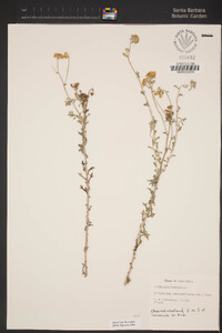 Eriophyllum confertiflorum var. confertiflorum image