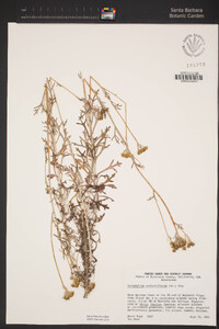 Eriophyllum confertiflorum image