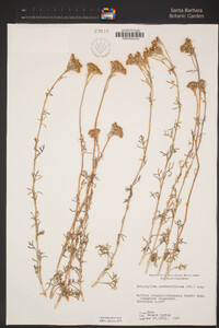 Eriophyllum confertiflorum var. confertiflorum image