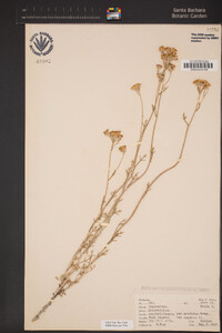 Eriophyllum confertiflorum image