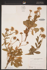 Erigeron glaucus image