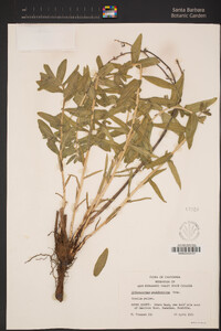 Lithospermum californicum image