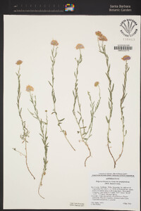 Erigeron breweri var. porphyreticus image