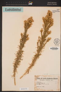 Ericameria pinifolia image