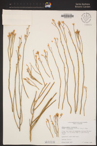 Ericameria nauseosa image