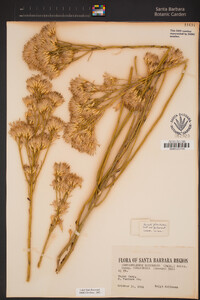 Ericameria nauseosa var. mohavensis image