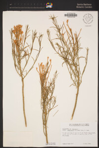 Ericameria nauseosa image