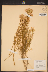 Ericameria nauseosa image