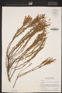 Ericameria ericoides image