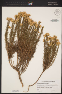 Ericameria ericoides image