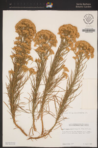 Ericameria arborescens image