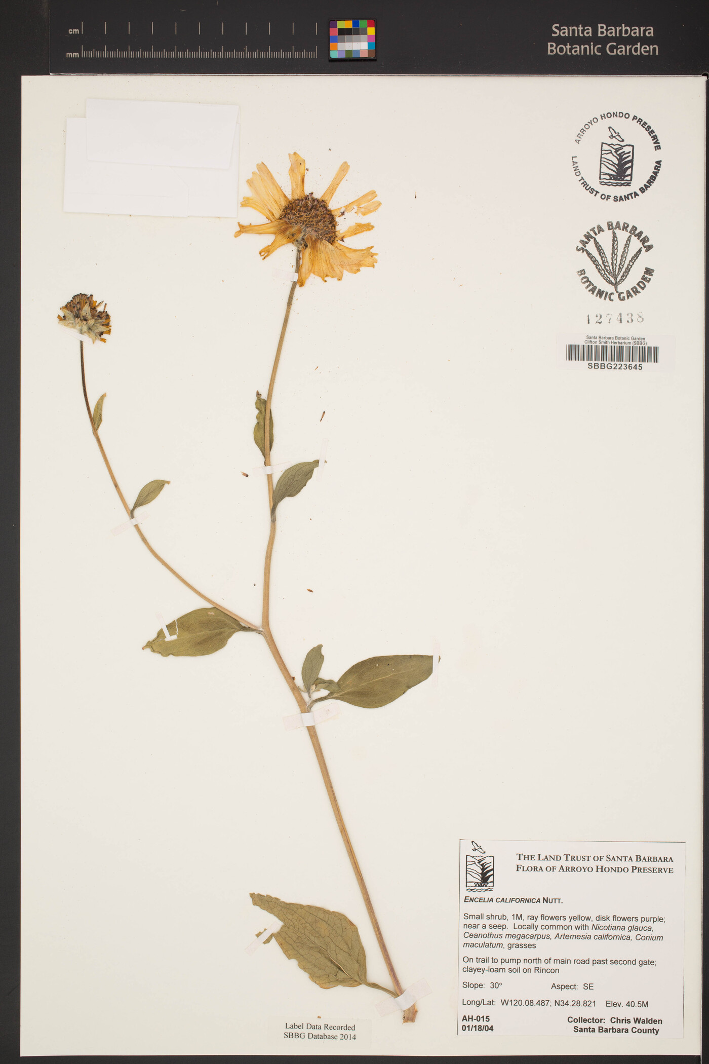 Encelia californica image