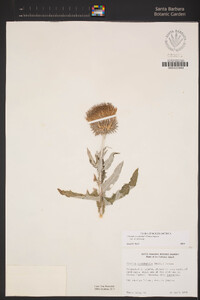 Cirsium occidentale image