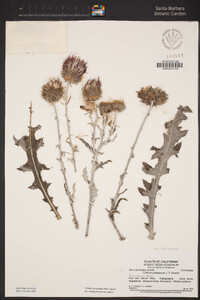 Cirsium occidentale var. venustum image