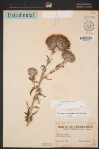 Cirsium occidentale var. occidentale image