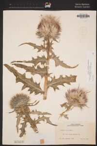 Cirsium occidentale var. coulteri image