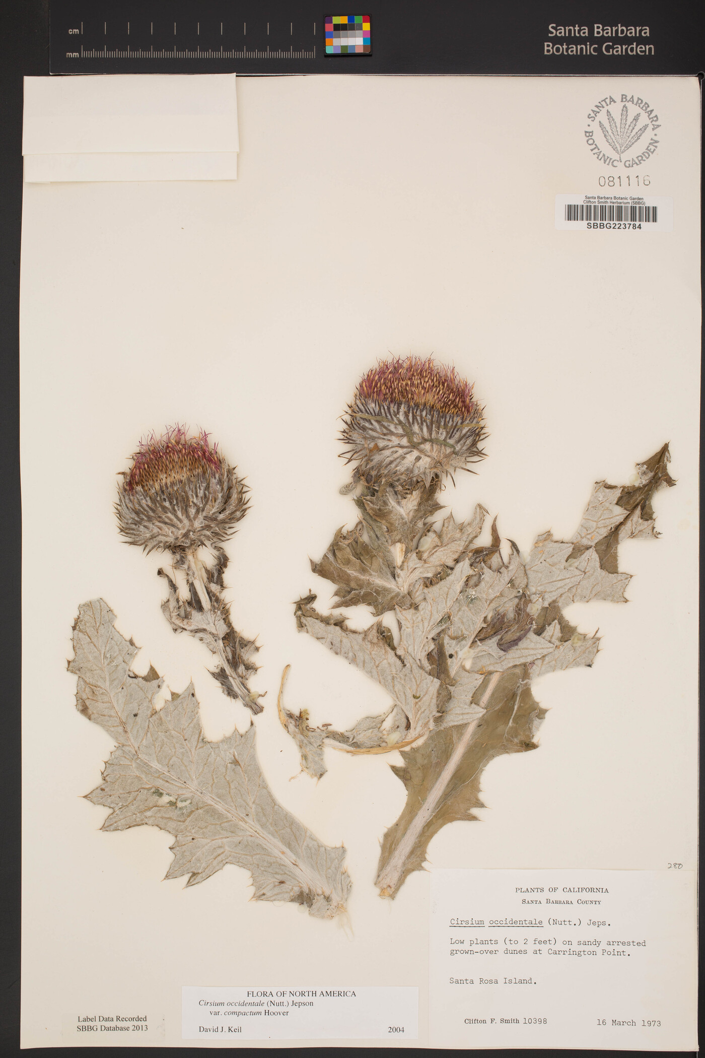 Cirsium occidentale var. compactum image