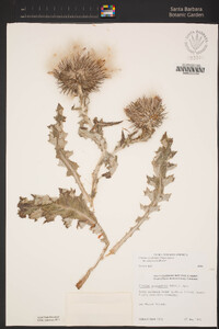 Cirsium occidentale var. compactum image