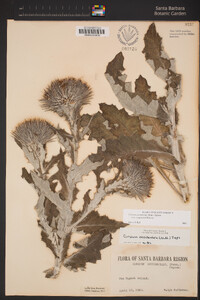 Cirsium occidentale var. compactum image