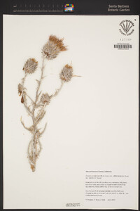 Cirsium occidentale var. californicum image