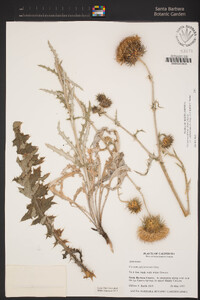 Cirsium occidentale image