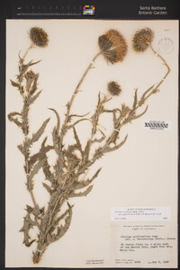 Cirsium occidentale var. californicum image