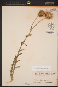 Cirsium occidentale image