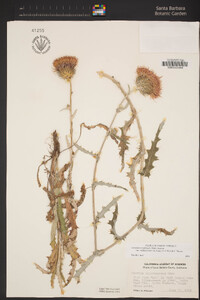 Cirsium occidentale image