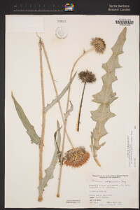 Cirsium occidentale var. californicum image