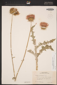 Cirsium occidentale var. californicum image