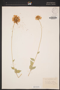 Encelia actoni image