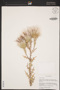 Cirsium vulgare image