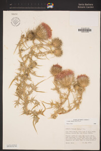 Cirsium vulgare image