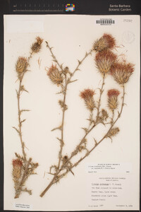 Cirsium occidentale image