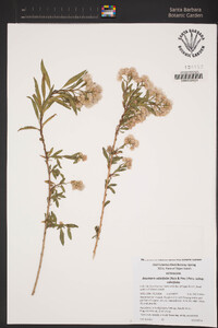 Baccharis salicifolia image