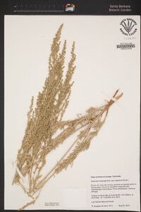 Artemisia tridentata image