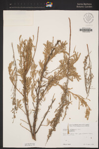 Artemisia tridentata subsp. tridentata image