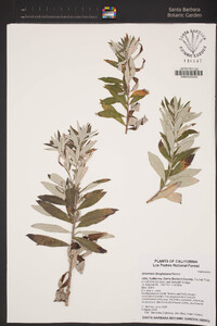 Artemisia douglasiana image