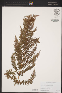 Athyrium filix-femina image